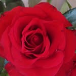Susan Falconer - @susanannefalconer - Instagram