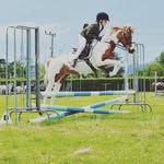 Susan Falconer - @susanponies - Instagram