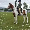 Susan Falconer - @sjf.ojfm - TikTok