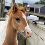 Susan Falconer - @susan.ponies - Instagram