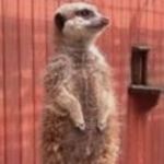 Susan Fenwick - @susan.fenwick.756 - Instagram