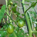Susan Finan - @tauntedbytomatoes - Instagram