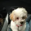 Susan Finan - @susan.finan - TikTok