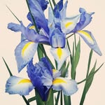 متجر زهرة السوسن - @_susan_flower_ - Instagram