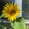Susan - @susanflowers_32 - TikTok