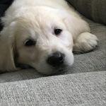 Susan Frederickson - @sueandjojo - Instagram