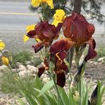 Susan Freel - Facebook