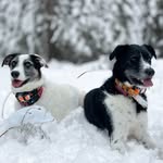 Susan Freeland - @susan.freeland - Instagram