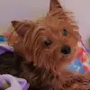 Susan Freeland - @susan.freeland - TikTok