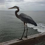 Susan Fussell Gavin Livingston - @susangavinlivingston - Instagram