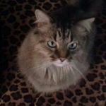 Susan Gavin - @loveurpets.gavin - Instagram