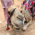 Susan Geerling - @susangeerling - Instagram