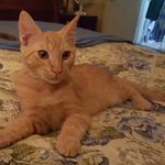 Susan Getchell Dodson - @bluemoonfarmgirl - Instagram