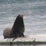 Susan Gillis - @jam307307 - Instagram