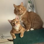 Susan Taylor Gingell - @susangingell - Instagram