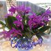Susan Glancy - Facebook