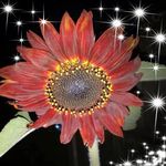 Susan Goode - @susan.goode.77 - Instagram