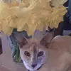 Susan Grabowski - @susangrabowski - TikTok