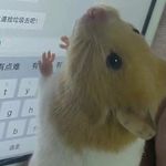Mousie - @susan_grassi - Instagram