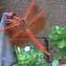 Susan Greening - Facebook
