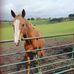 Susan Guy Guy - Facebook