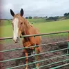 susanguyguy - @susanguyguy - TikTok