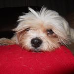 Susan Halstead - @susan.halstead57 - Instagram