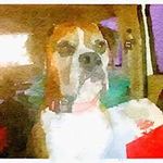 Susan Halstead - @susanhalstead67 - Instagram