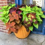 Susan Handy - @susanhandy10 - Instagram