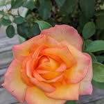 Susan Harbison - @needtogetanewlife - Instagram