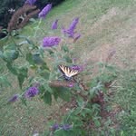 Susan Harbison - @susan.harbison.944 - Instagram