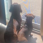 Susan Harbison Kuenzli - @skuenzli - Instagram