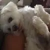 susanhardisonhens - @sue83481 - TikTok