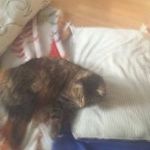 Susan Harnish - @susanharnish - Instagram