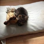 Susan Harnish - @buddingthebestof - Instagram