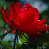 susanharward3 - @susanharward3 - TikTok