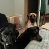 susanhealey5 - @susanhealey5 - TikTok