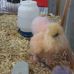 Susan Heaney - Facebook