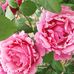 Susan Hearst - Facebook