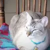 susanheep - @susanheep - TikTok