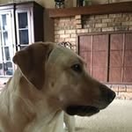 Susan Henn - @thehennhouse1 - Instagram
