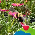 Susan Hennicke - Facebook