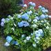 Sue Highfield - Facebook
