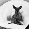 Susan Highsmith - @baileythechihuahuaandmom - TikTok