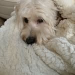 Susan Bee Hillier - @suehillier - Instagram