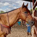Susan Hinkle - @cowtownstables - Instagram
