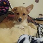 Scout__Corgi - @susan.hitchens - Instagram