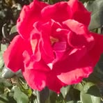 Susan Hoeppner - Facebook