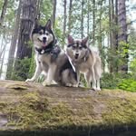 Susan Hom - @susan_hom - Instagram