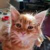 Sue Horrigan - @oggie180929 - TikTok